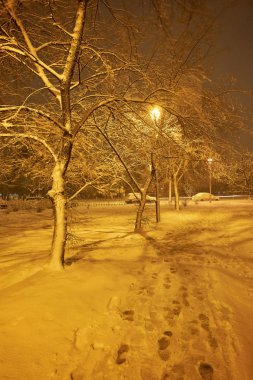 Kış, orman, kar. Karla kaplı çam ormanı, kardaki ağaçlar, güzel bir kış manzarası, doğa.