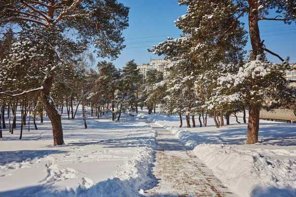 Prachtig Winterpark Met Zonsondergang Kleuren Lucht Bomen — Stockfoto