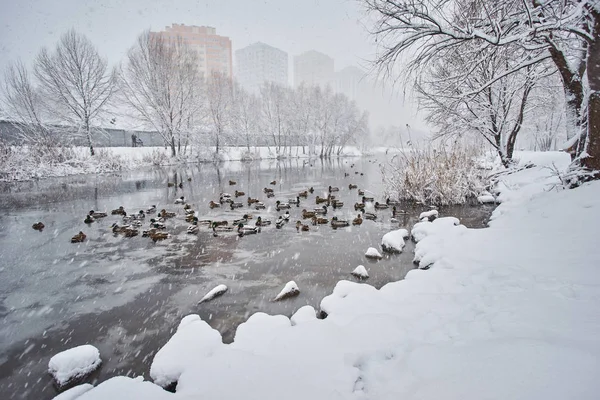 Los Patos Salvajes Nieve Invierno Hielo Del Río Vista Ciudad — Foto de Stock