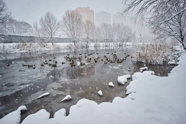 Los Patos Salvajes Nieve Invierno Hielo Del Río Vista Ciudad — Foto de Stock