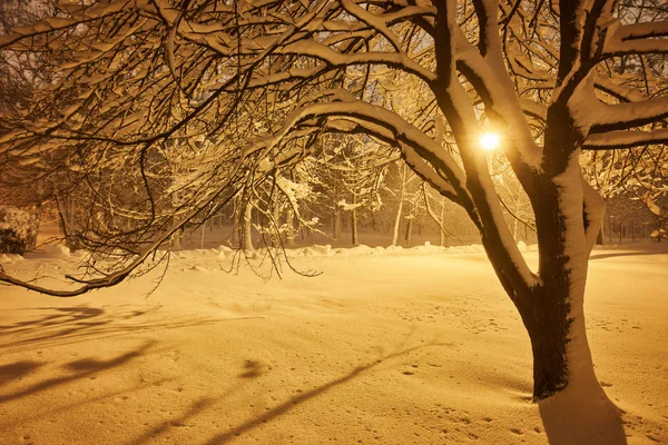 Zimní Ulička Parku Zářící Lucerny Noční Snímek — Stock fotografie