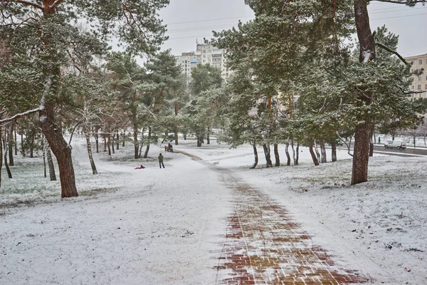 Vinter Skog Snö Snötäckt Tallskog Snötäckta Träd Vackert Vinterlandskap Natur — Stockfoto