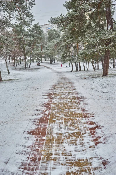 Hiver Forêt Neige Forêt Pins Enneigés Arbres Dans Neige Paysage — Photo