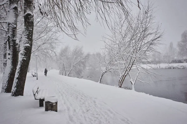 Invierno Bosque Nieve Bosque Pino Cubierto Nieve Árboles Nieve Hermoso — Foto de Stock