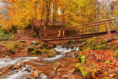 Sonbahar manzara - sonbahar parkta sararmış ağaçların ve düşen yapraklar arasında ahşap köprü