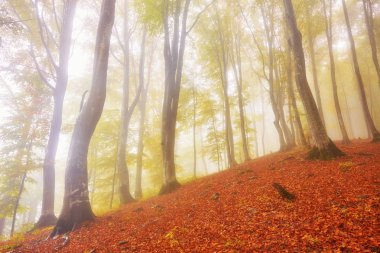 sisli ahşap bir parça ile sonbahar manzarası