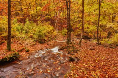 Orman, altın sonbahar Avrupa peyzaj, duvar kağıdı manzara arka plan sonbahar akışında