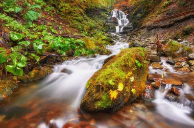 Sarı yaprakların arkaplan dokusu sonbahar yaprağı arkaplanı