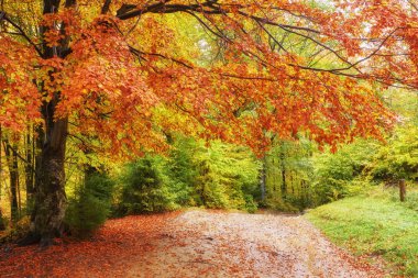 Sarı yaprakların arkaplan dokusu sonbahar yaprağı arkaplanı