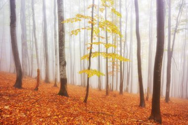 Orman iz puslu bir sonbahar gününde dağlarda.