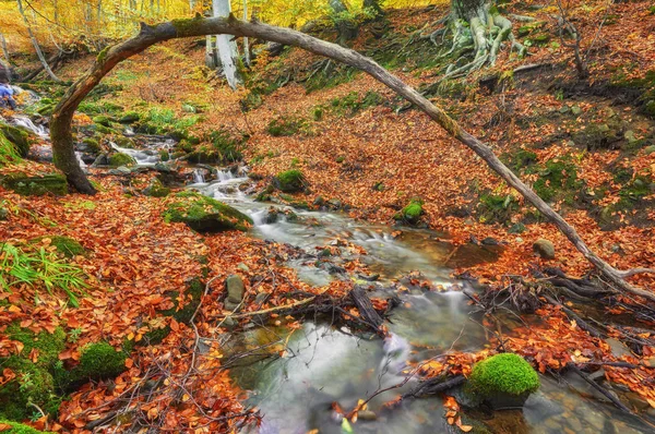 Autumn creek woods with yellow trees foliage and rocks in forest mountain.