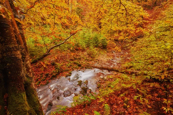 Jesienne Lasy Potokowe Żółtymi Drzewami Liści Skał Górach Leśnych — Zdjęcie stockowe