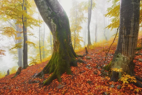 Paesaggio Autunnale Legno Nebbioso Con Pista — Foto Stock