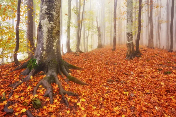 Paesaggio Autunnale Legno Nebbioso Con Pista — Foto Stock