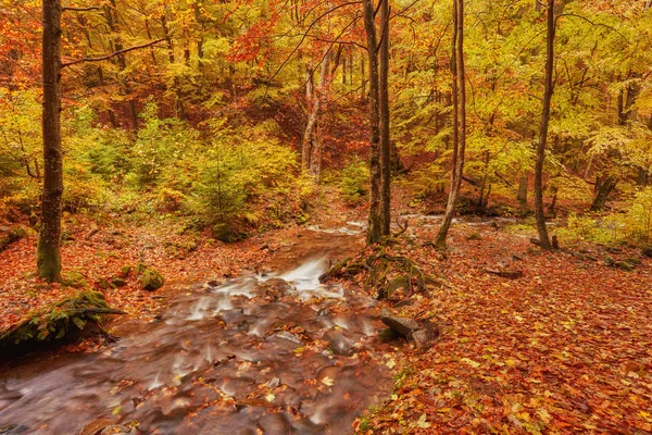 Orman, altın sonbahar Avrupa peyzaj, duvar kağıdı manzara arka plan sonbahar akışında