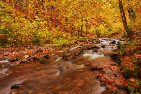 autumn stream in the forest, gold autumn European landscape, wallpaper landscape background