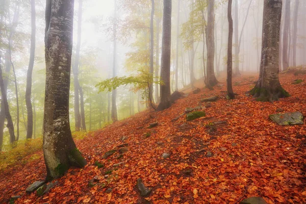 Orman iz puslu bir sonbahar gününde dağlarda.