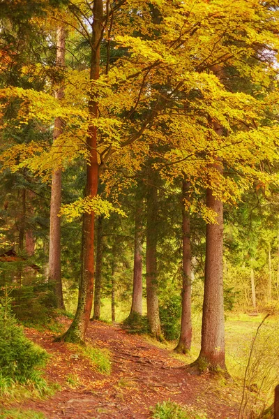 Paysage Belle Forêt Fantastique Avec Ruisseau Dans Automne Doré Idée — Photo