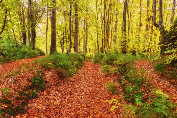 Sentiero Attraverso Foresta Autunnale Paesaggio Colorato — Foto Stock