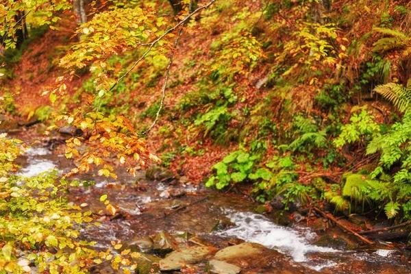 Rychlá Horská Řeka Podzim Colorfull Dřevěné Pozadí — Stock fotografie