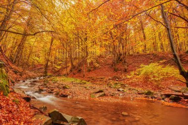 hızlı dağ nehir Güz. Derma ahşap arka plan
