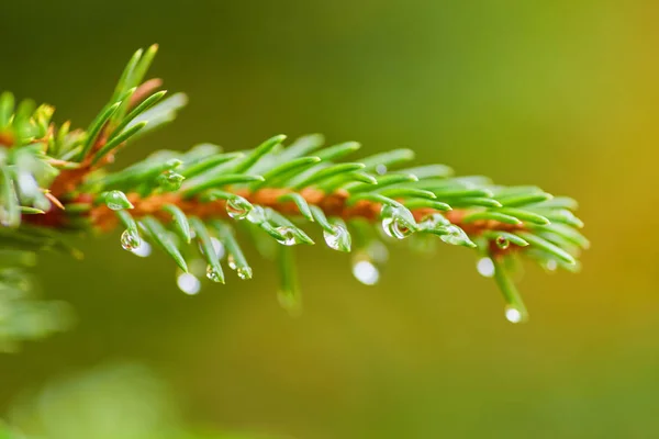 Spruce Rain Close Water Drops Needles — Stock Photo, Image