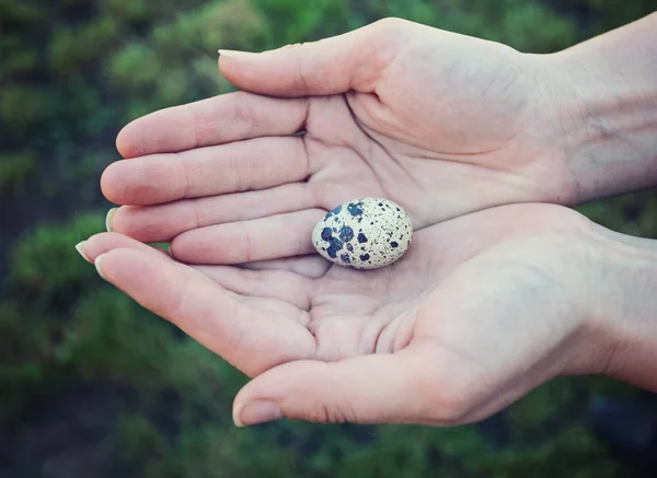 Quail egg in hand, close-up. Eggs quail