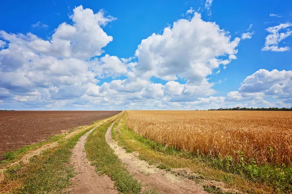 Campo Trigo Dorado Con Cielo Azul Fondo — Foto de Stock