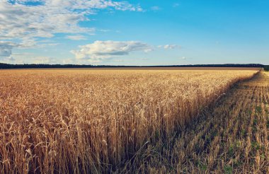 Tarlalarda buğdaylı boş kırsal yol