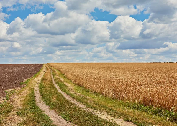 Strada Campagna Vuota Attraverso Campi Con Grano — Foto Stock