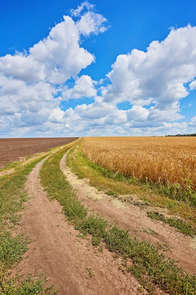Tarlalarda Buğdaylı Boş Kırsal Yol — Stok fotoğraf