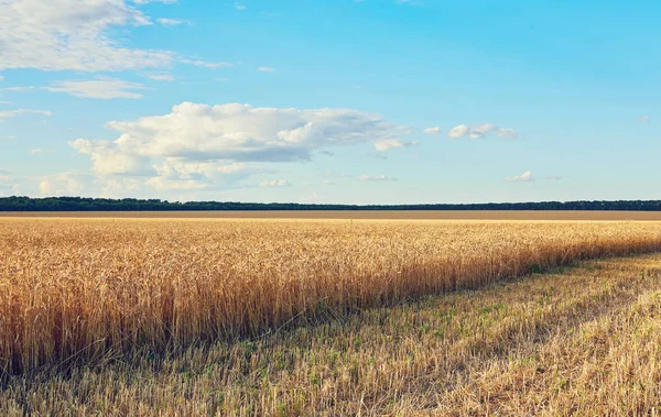 Empty Countryside Road Fields Wheat — Stock Photo, Image