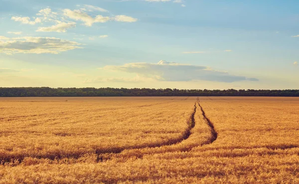 Empty Countryside Road Fields Wheat — Stock Photo, Image