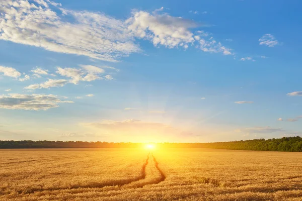 Strada Campagna Vuota Attraverso Campi Con Grano — Foto Stock