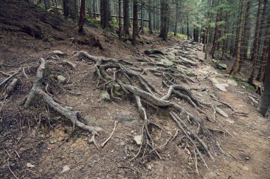 iğne yapraklı orman dağlarda taş yol