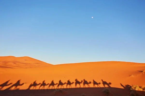 Silhouette Camel Caravan Big Sand Dunes Sahara Desert Merzouga Morocco — Stock Photo, Image