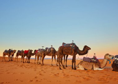 Deve kervan kumulları Sahara Çölü'nde geçiyor. Fas