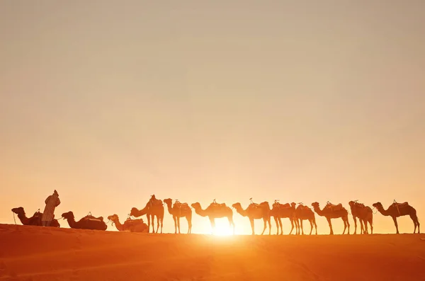 ラクダのキャラバンは、サハラ砂漠の砂丘を通って行きます。モロッコ — ストック写真