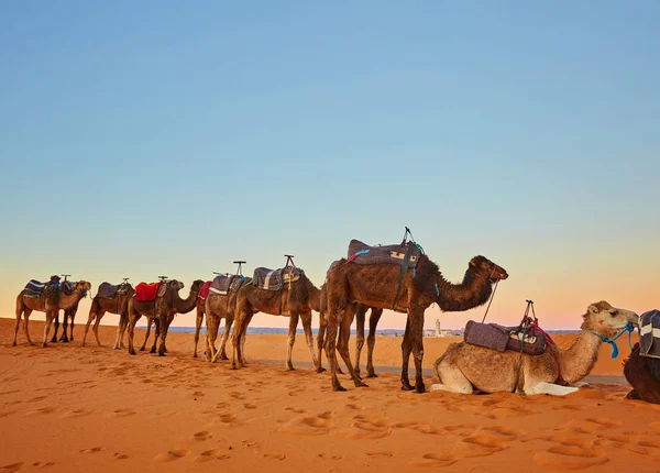 Teve karaván megy keresztül, a homokdűnék a Szahara sivatagban. Marokkó — Stock Fotó
