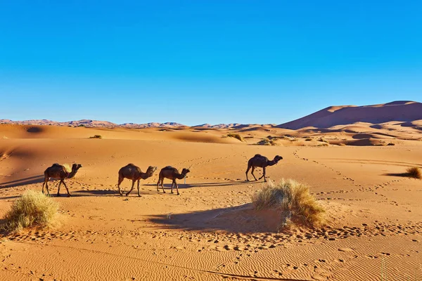 Cammello carovana passando attraverso le dune di sabbia nel deserto del Sahara. Marocco — Foto Stock