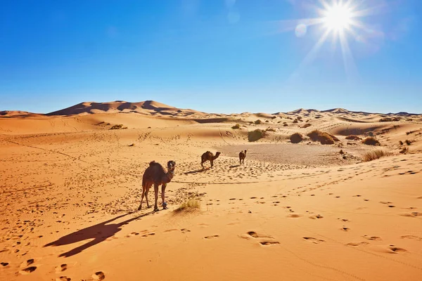 Silhueta de caravana de camelo em grandes dunas de areia do deserto do Saara, Erg Chebbi, Merzouga, Marrocos — Fotografia de Stock