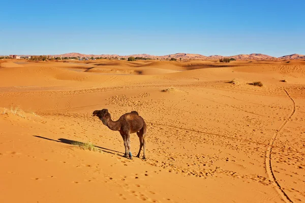Kamelkarawane auf dem Weg durch die Sanddünen in der Sahara-Wüste. Marokko — Stockfoto