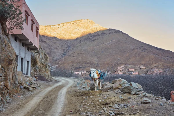 Ciudad Imlil Burro Solitario Carretera Parque Nacional Toubkal Marruecos — Foto de Stock