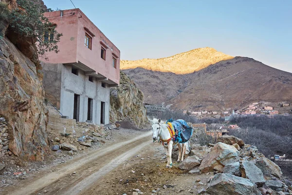 Cidade Imlil Burro Solitário Estrada Parque Nacional Toubkal Marrocos — Fotografia de Stock