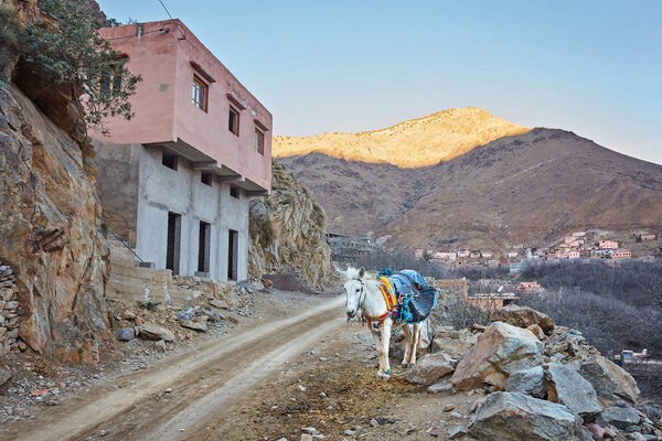 Town of Imlil, lonely donkey on the road, Toubkal national park, Morocco