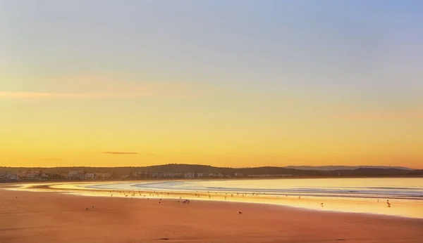 Vögel Sonnenuntergang Möwen Bei Sonnenuntergang Der Meeresküste — Stockfoto