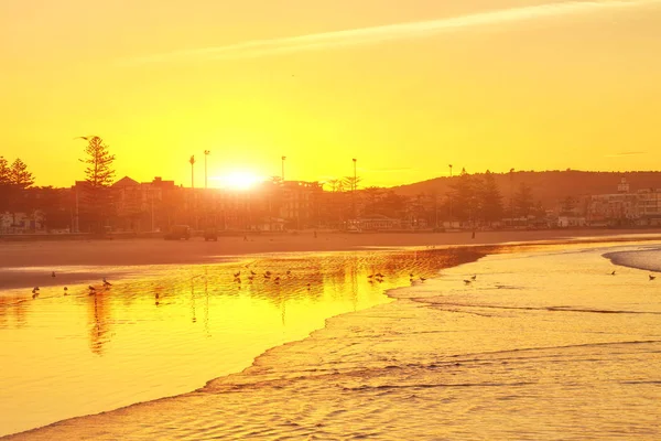 Nascer Sol Manhã Cedo Sobre Mar Pássaros Marrocos Essaouira — Fotografia de Stock