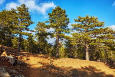 Atalanti Ulusal yolu. Chionistra dağ 1700 rakımda çevresinde iz gider-1,750 metre, siyah çam ağaçları ve kokulu ardıç yoğun alanlarda geçen.