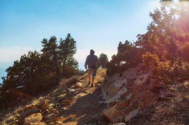 Kıbrıs troodos dağ mesafeden bir doğa iz köknar ağacı