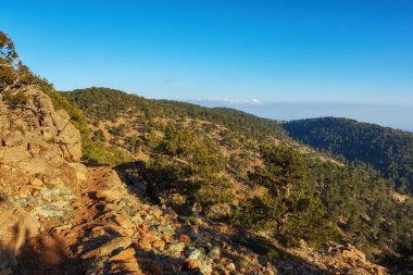 Rocky Dağları ve çam ağacı orman iz Ridge Road görünümü